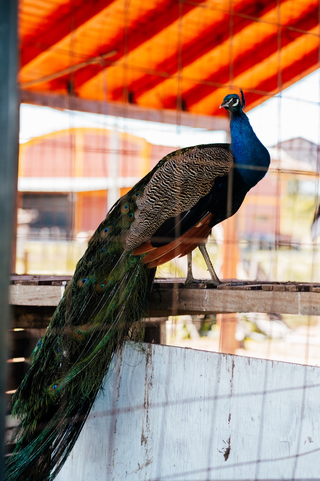 Pavo real en el espacio natural de Arandu Po